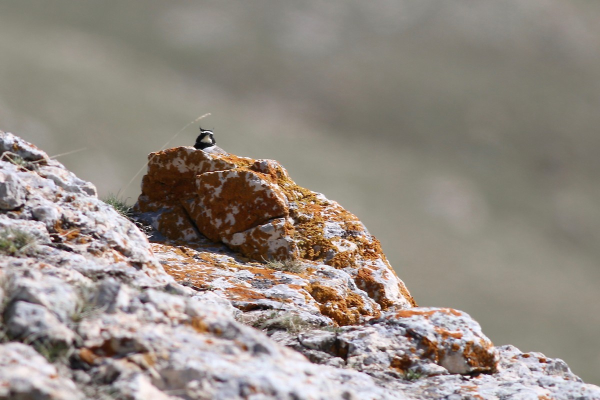 Horned Lark - ML84562901