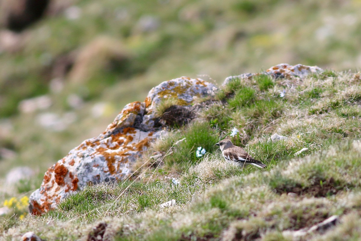 White-winged Snowfinch - Jakub Macháň