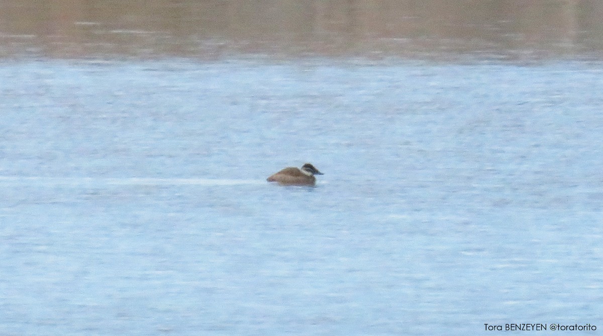 White-headed Duck - ML84563271