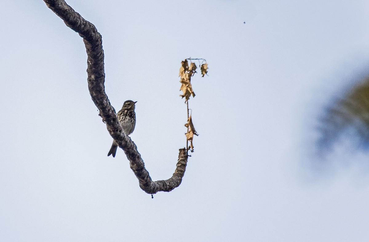 Olive-backed Pipit - ML84563691