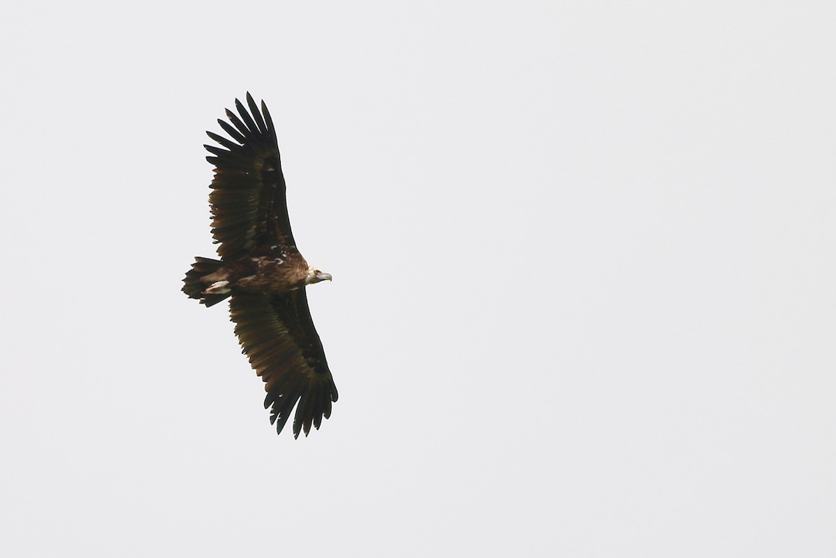 Cinereous Vulture - ML84564531