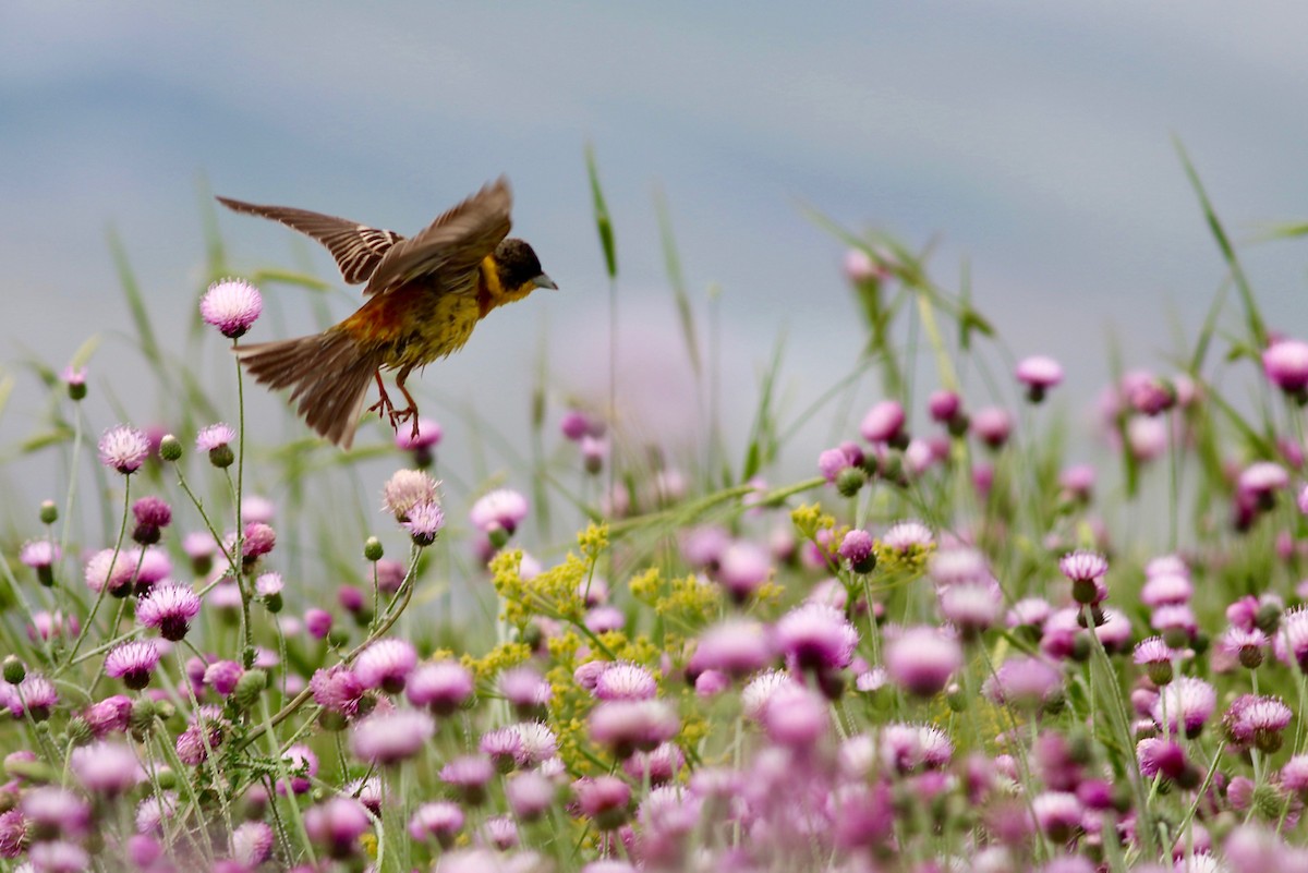 Black-headed Bunting - ML84564701