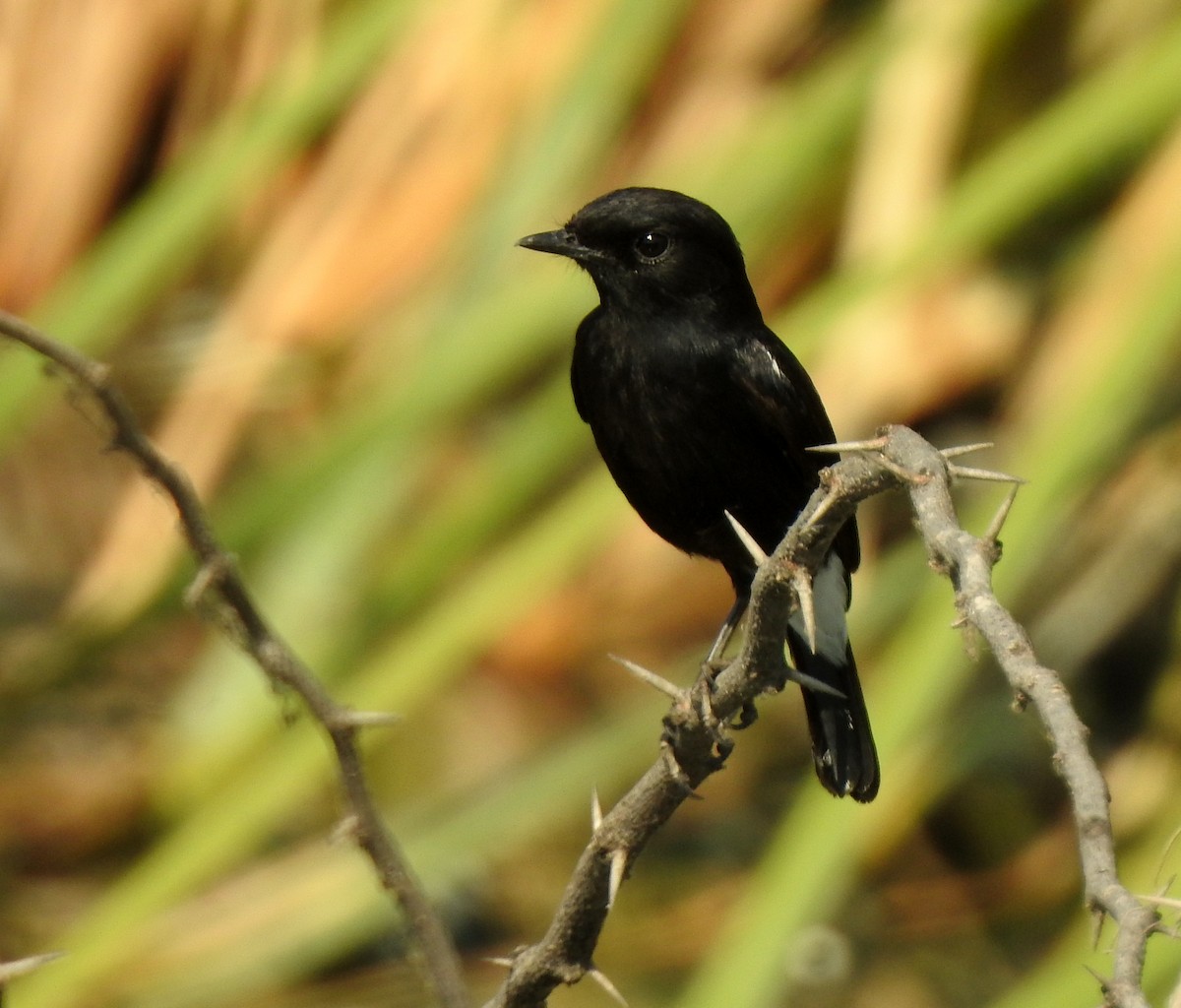 Pied Bushchat - ML84567631