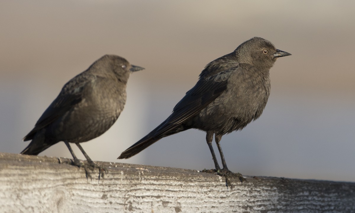 Brewer's Blackbird - ML84568091