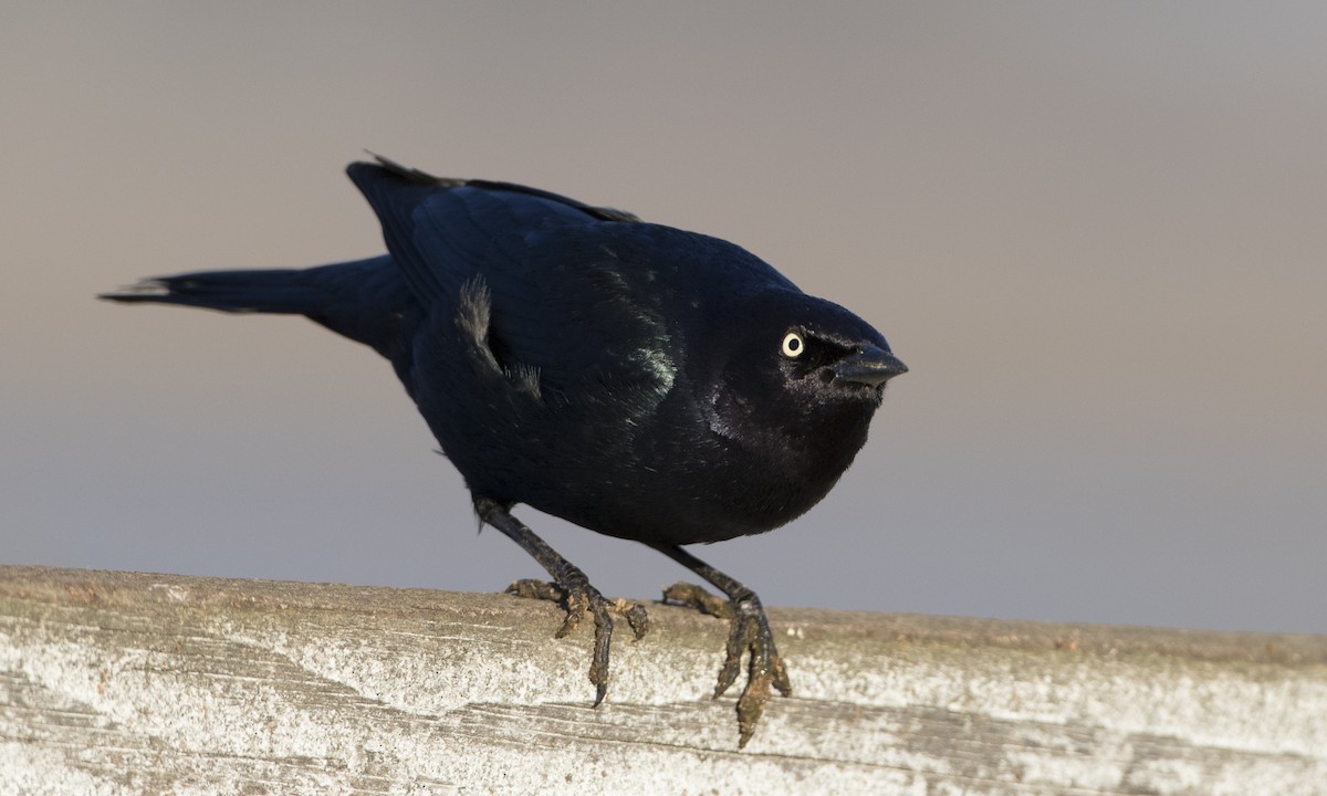 Brewer's Blackbird - ML84568111