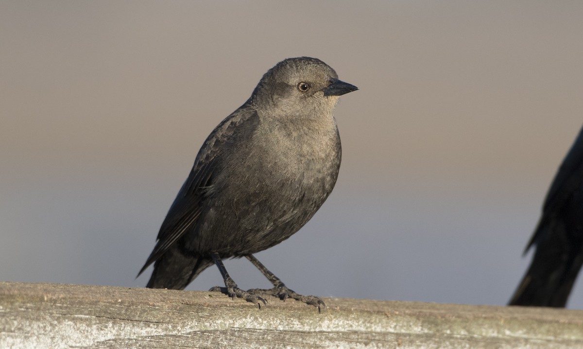 Brewer's Blackbird - ML84568121