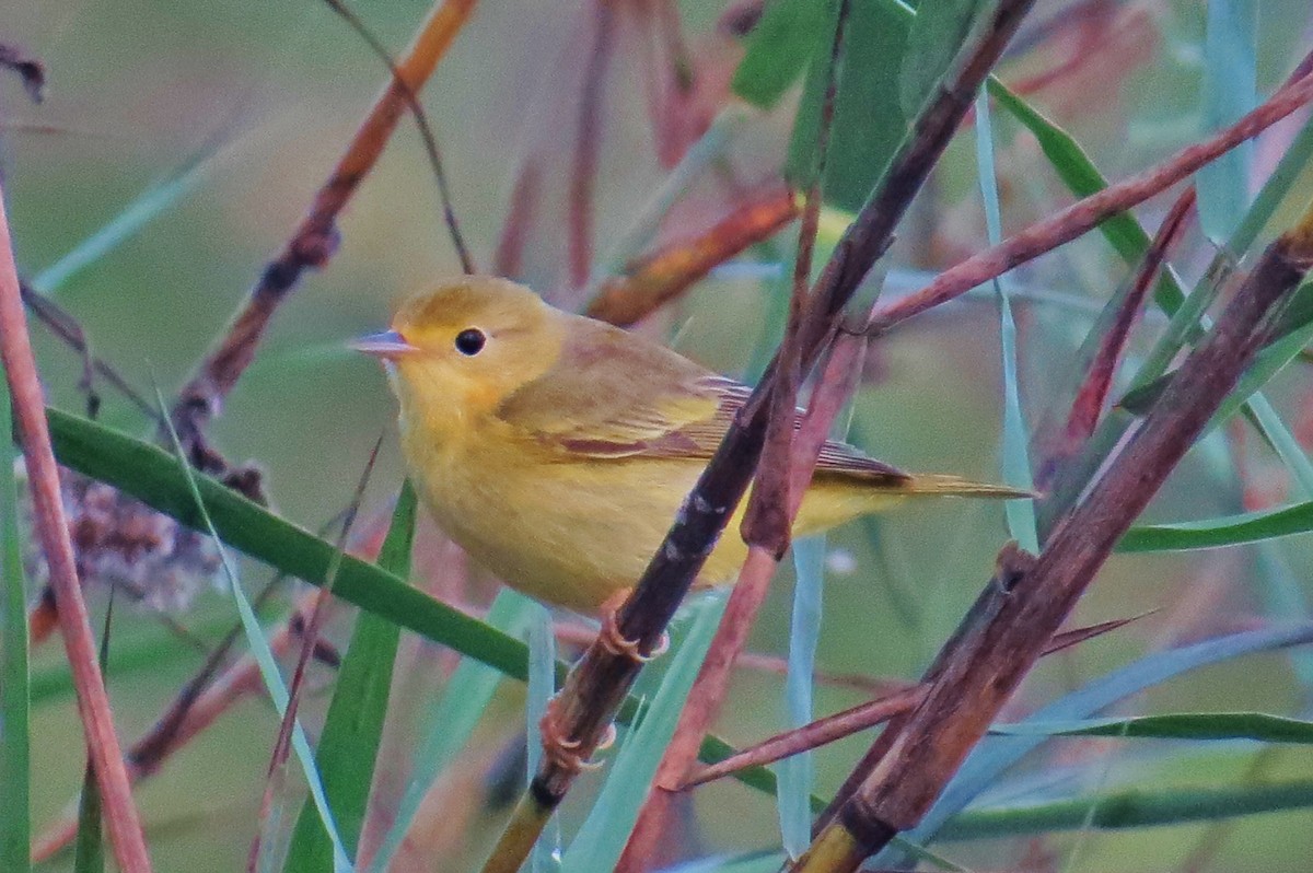 Northern/Mangrove Yellow Warbler - Eric van den Berghe