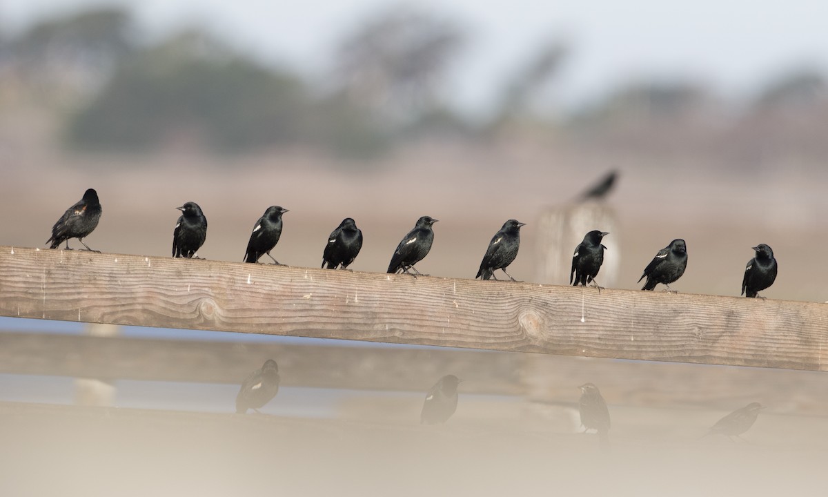 Tricolored Blackbird - ML84568301