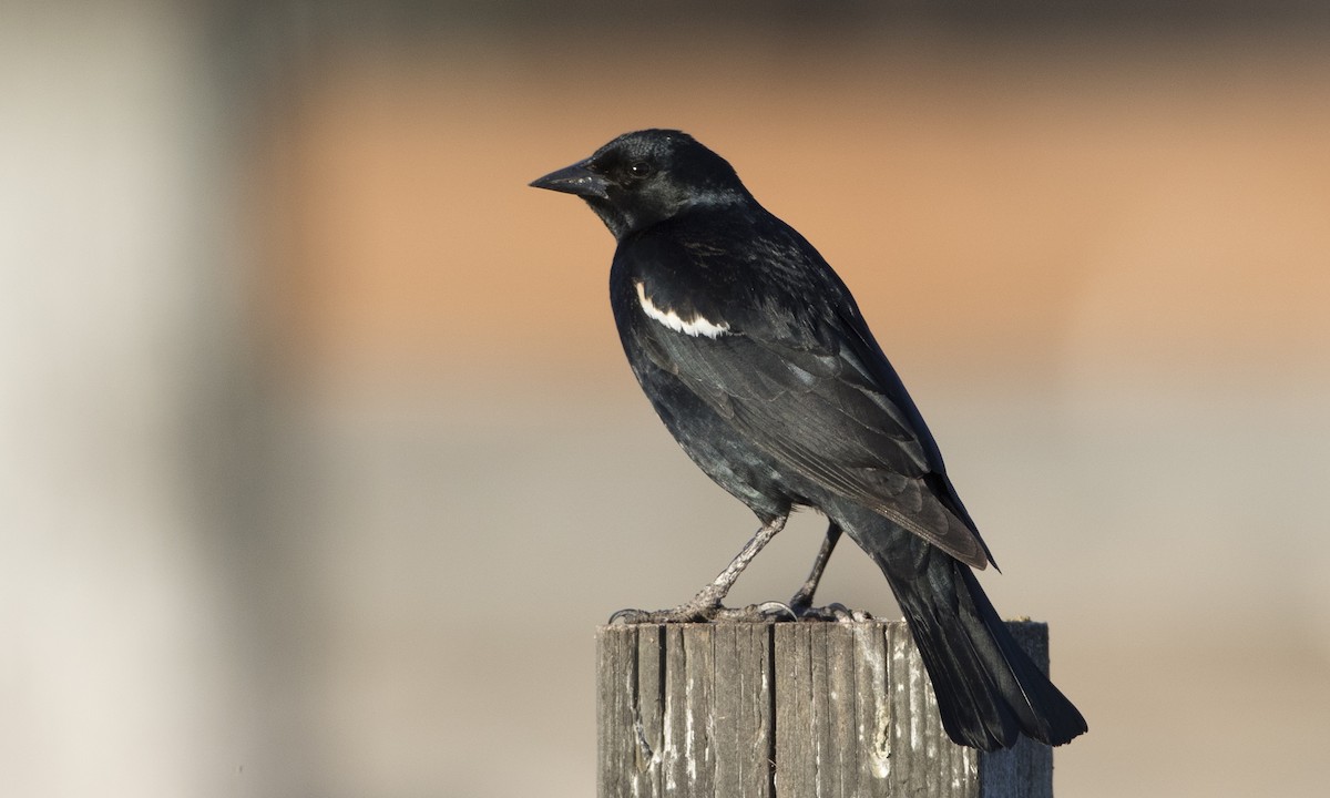 Tricolored Blackbird - ML84568331