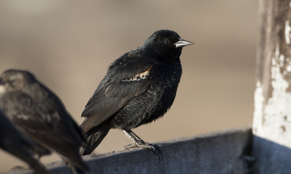 Tricolored Blackbird - ML84568341