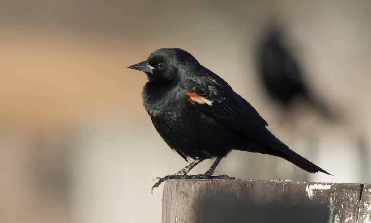 Tricolored Blackbird - ML84568351