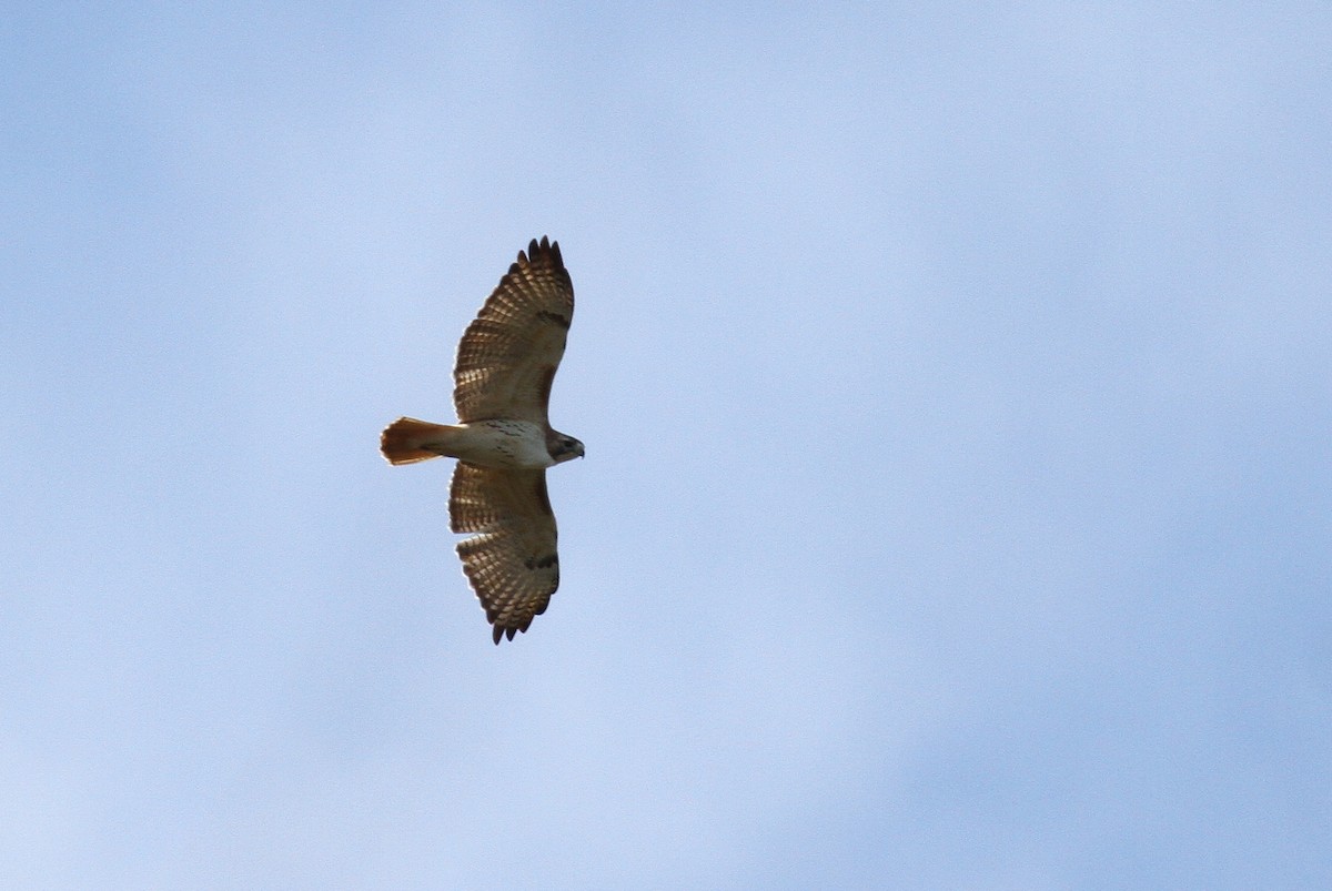 Red-tailed Hawk (borealis) - ML84569091