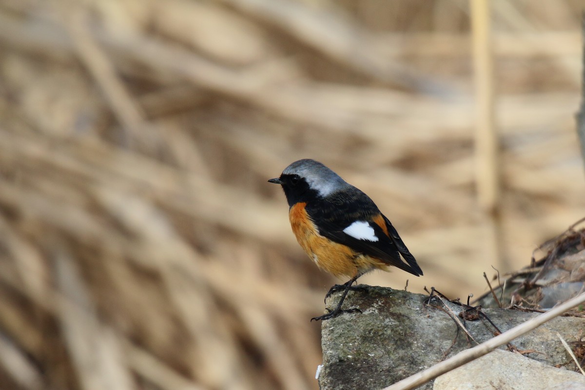 Daurian Redstart - ML84569131