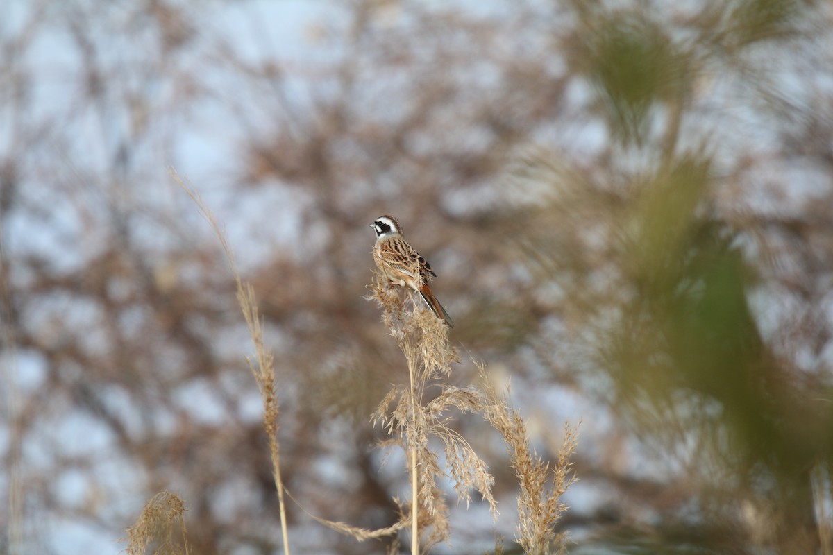 Meadow Bunting - ML84569531