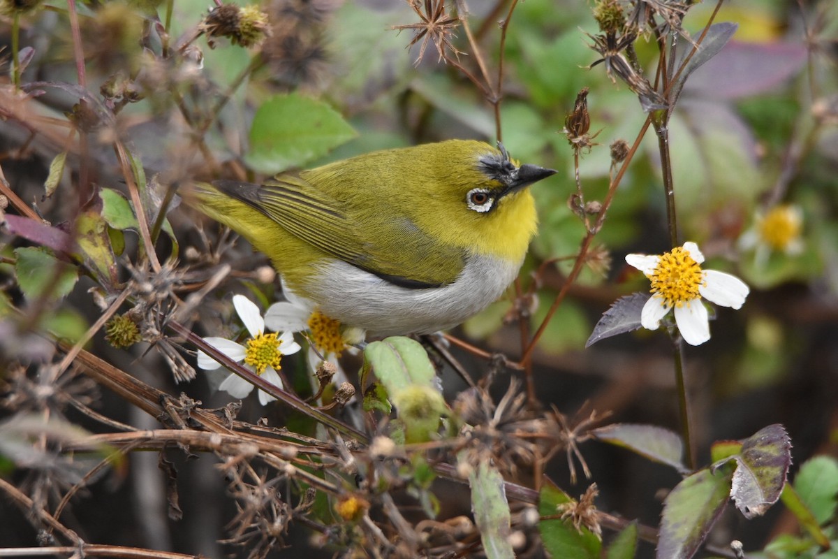 Swinhoe's White-eye - Feng  Chen(鳳珍） CHANG(張）