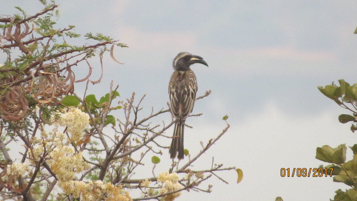 African Gray Hornbill - ML84570271
