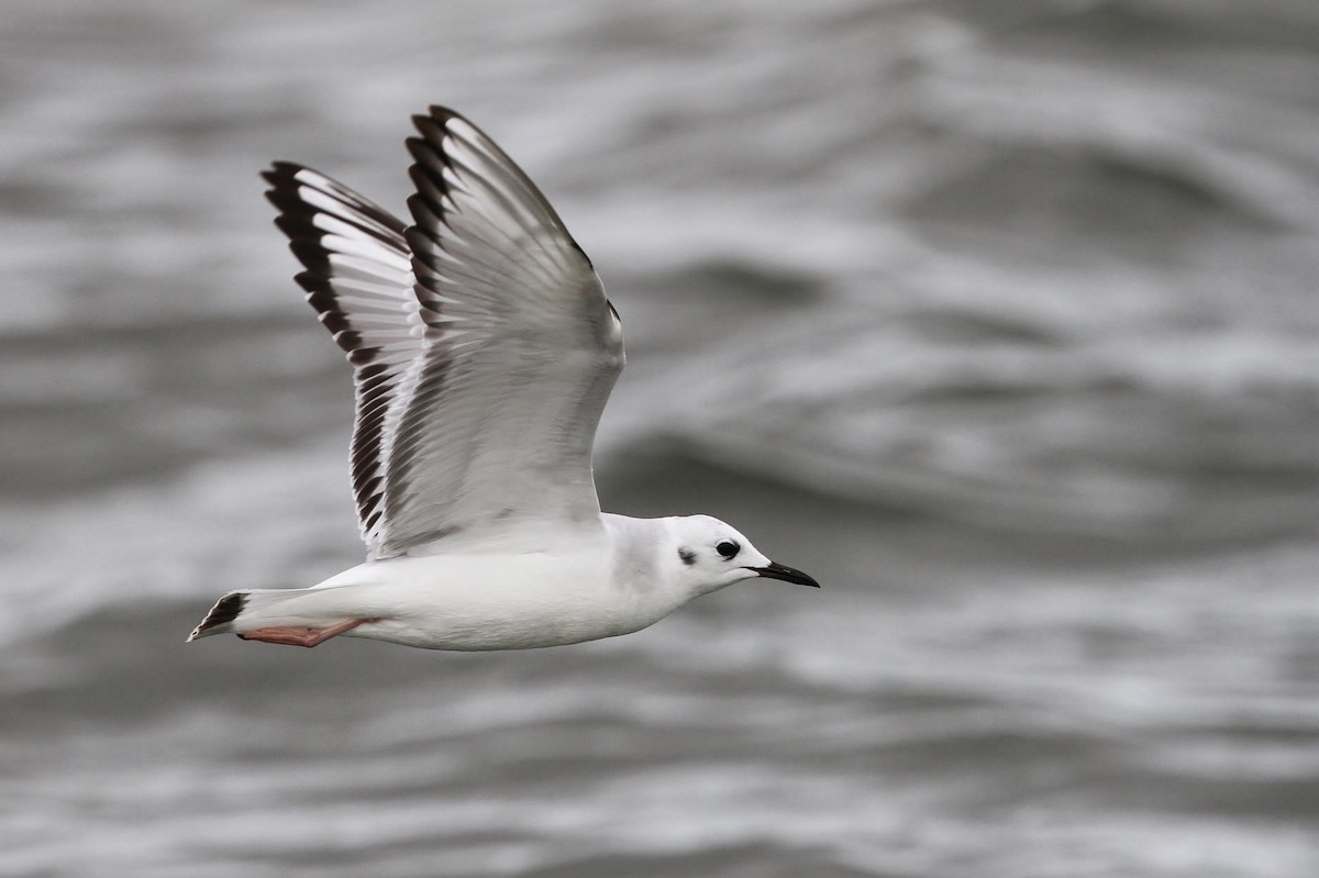 Bonaparte's Gull - Alex Lamoreaux