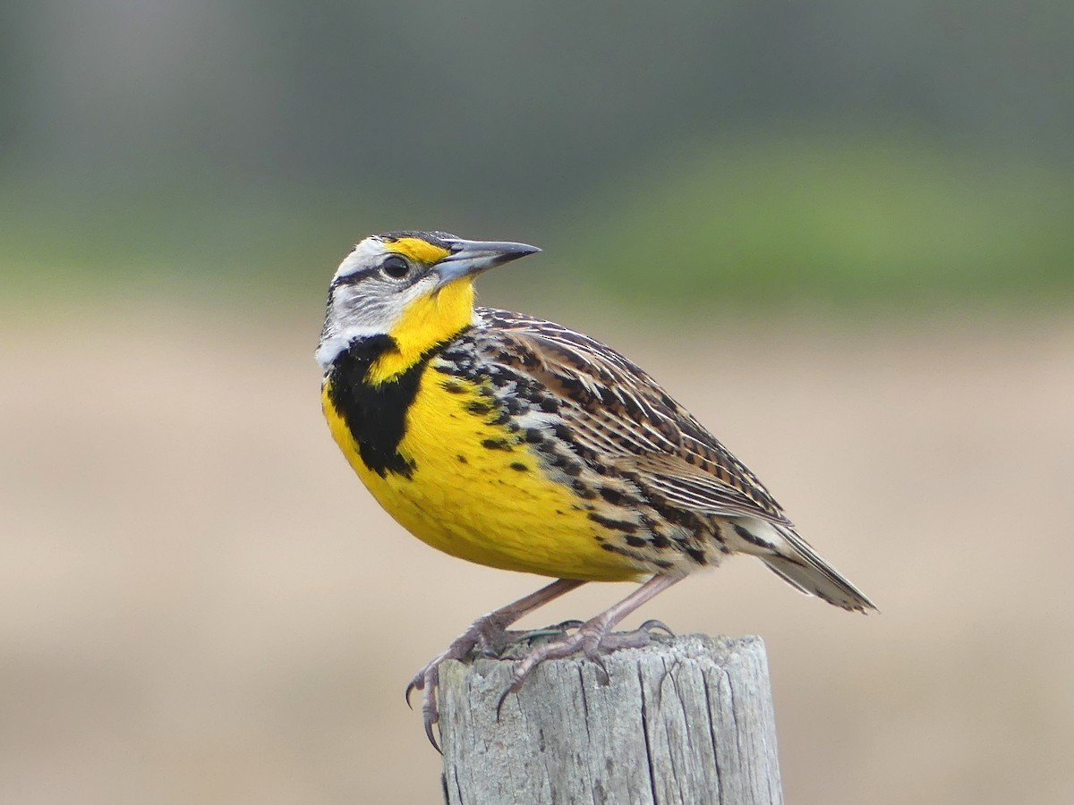 Eastern Meadowlark - ML84570521