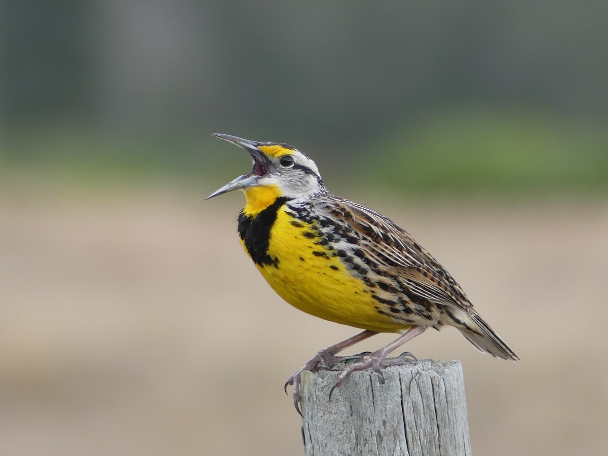 Eastern Meadowlark - ML84570561