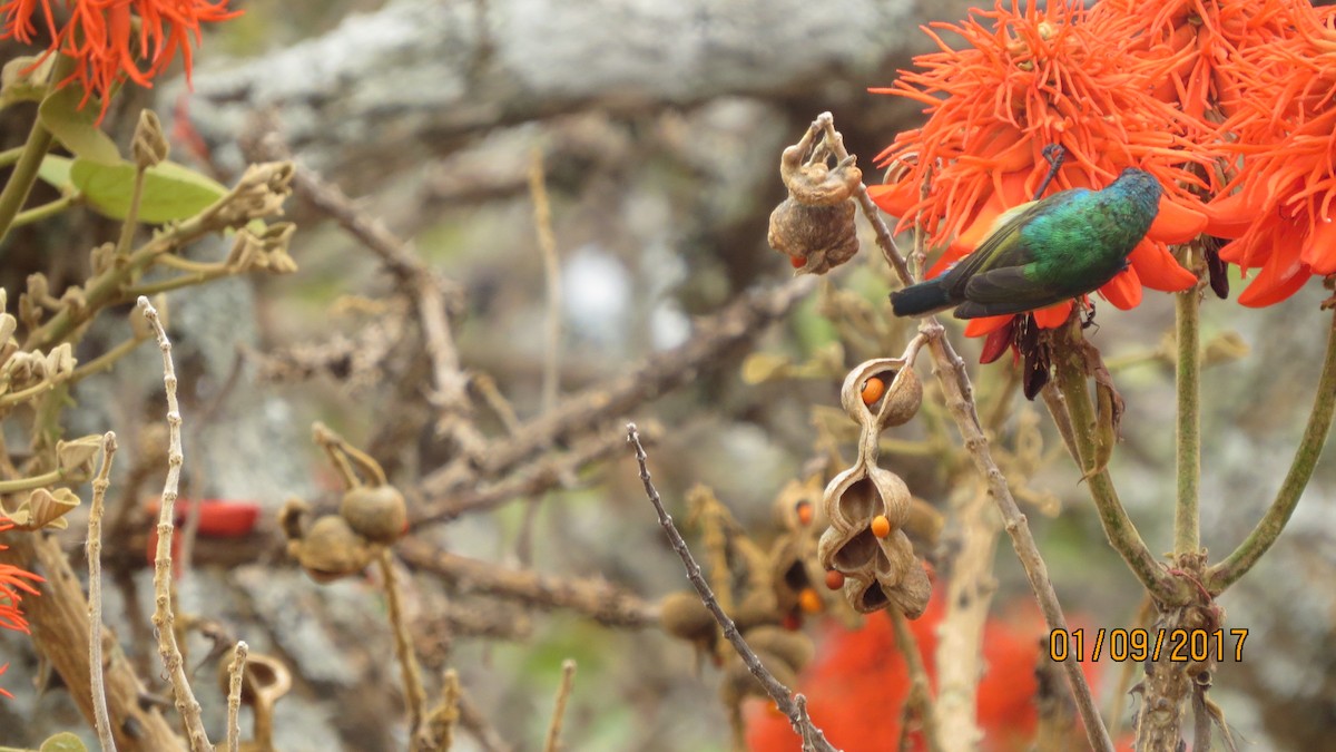 Collared Sunbird - ML84570821