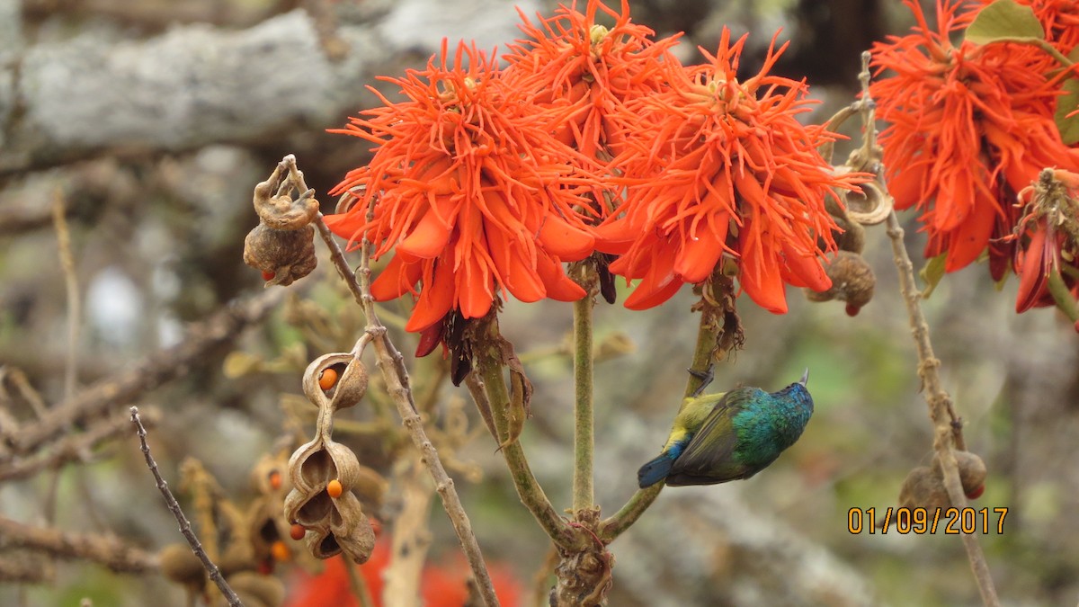 Collared Sunbird - ML84570831