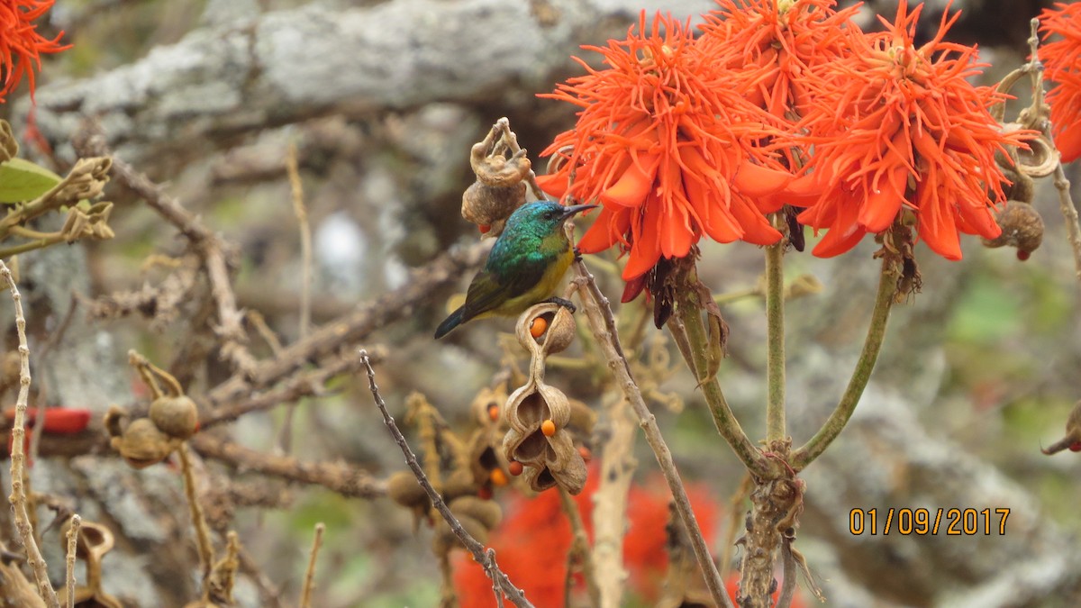 Collared Sunbird - ML84570841