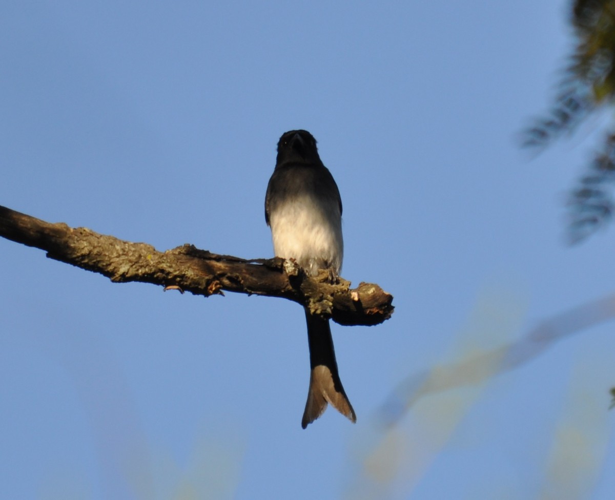 Drongo à ventre blanc - ML84570911