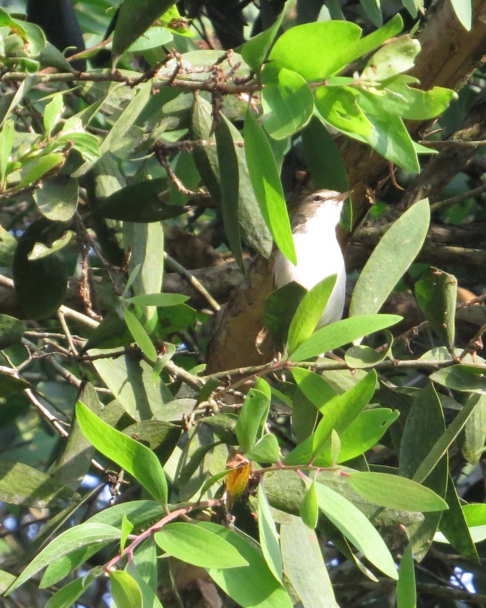 Booted Warbler - Martin Kennewell