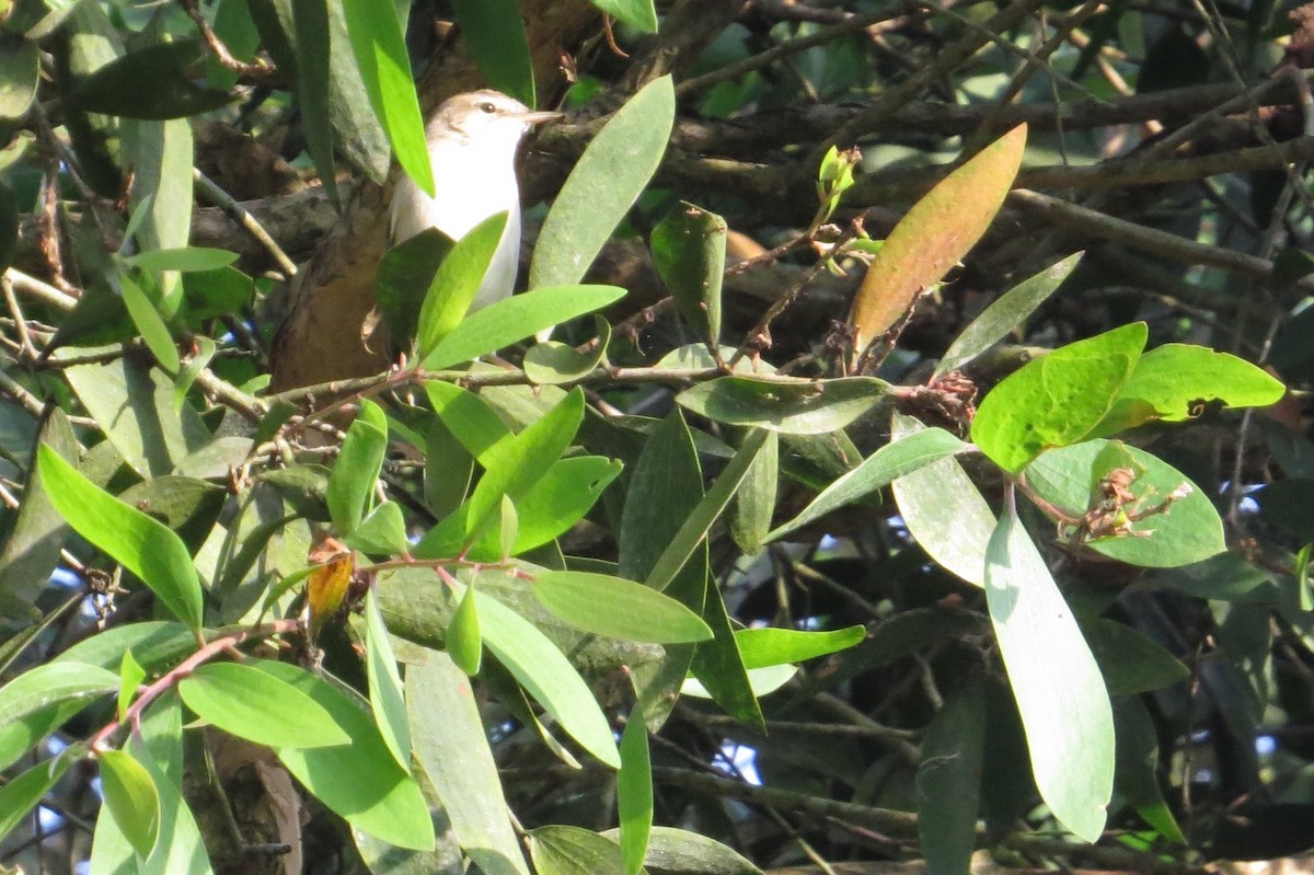 שיחנית גמדית - ML84571011