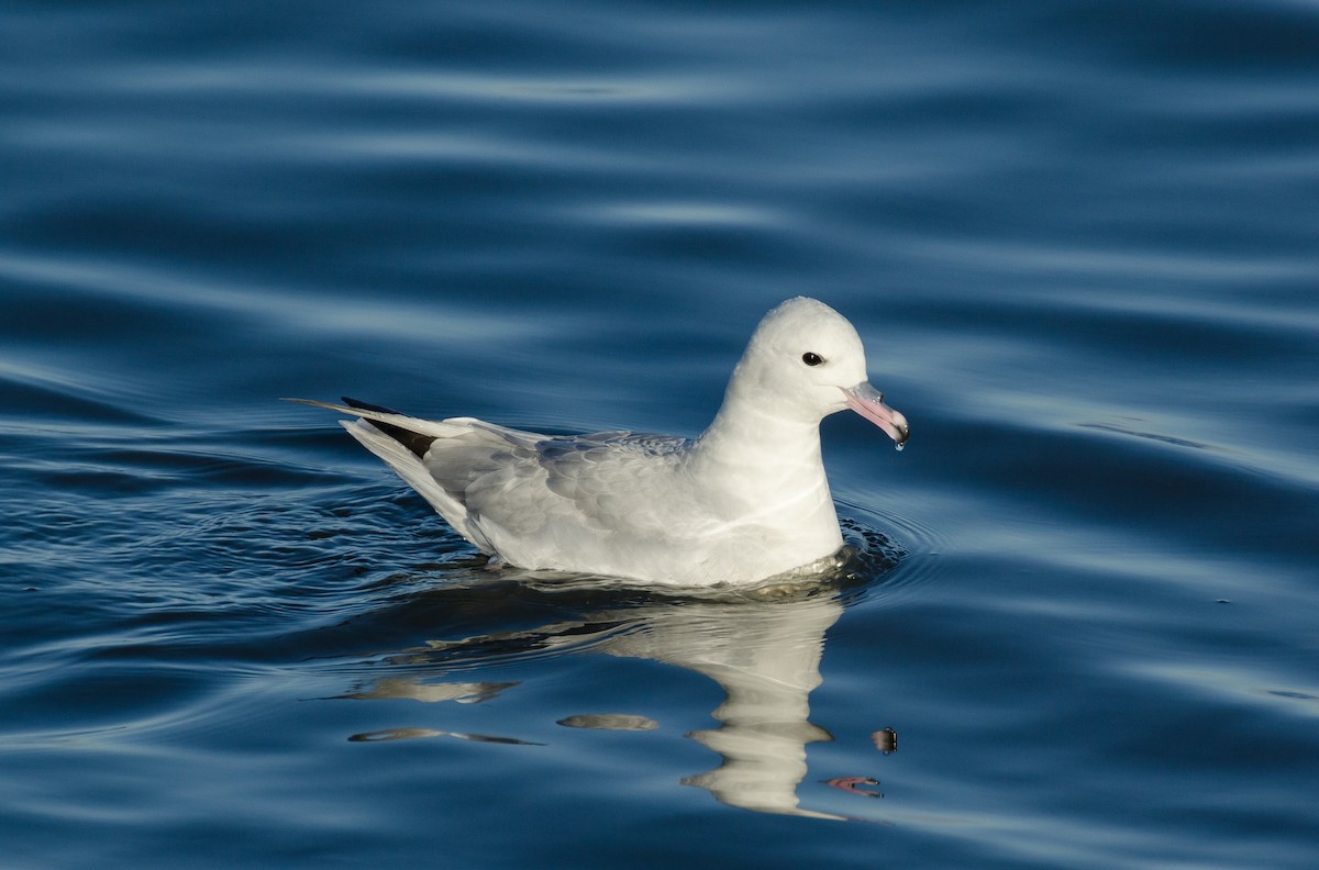 Fulmar argenté - ML84573261