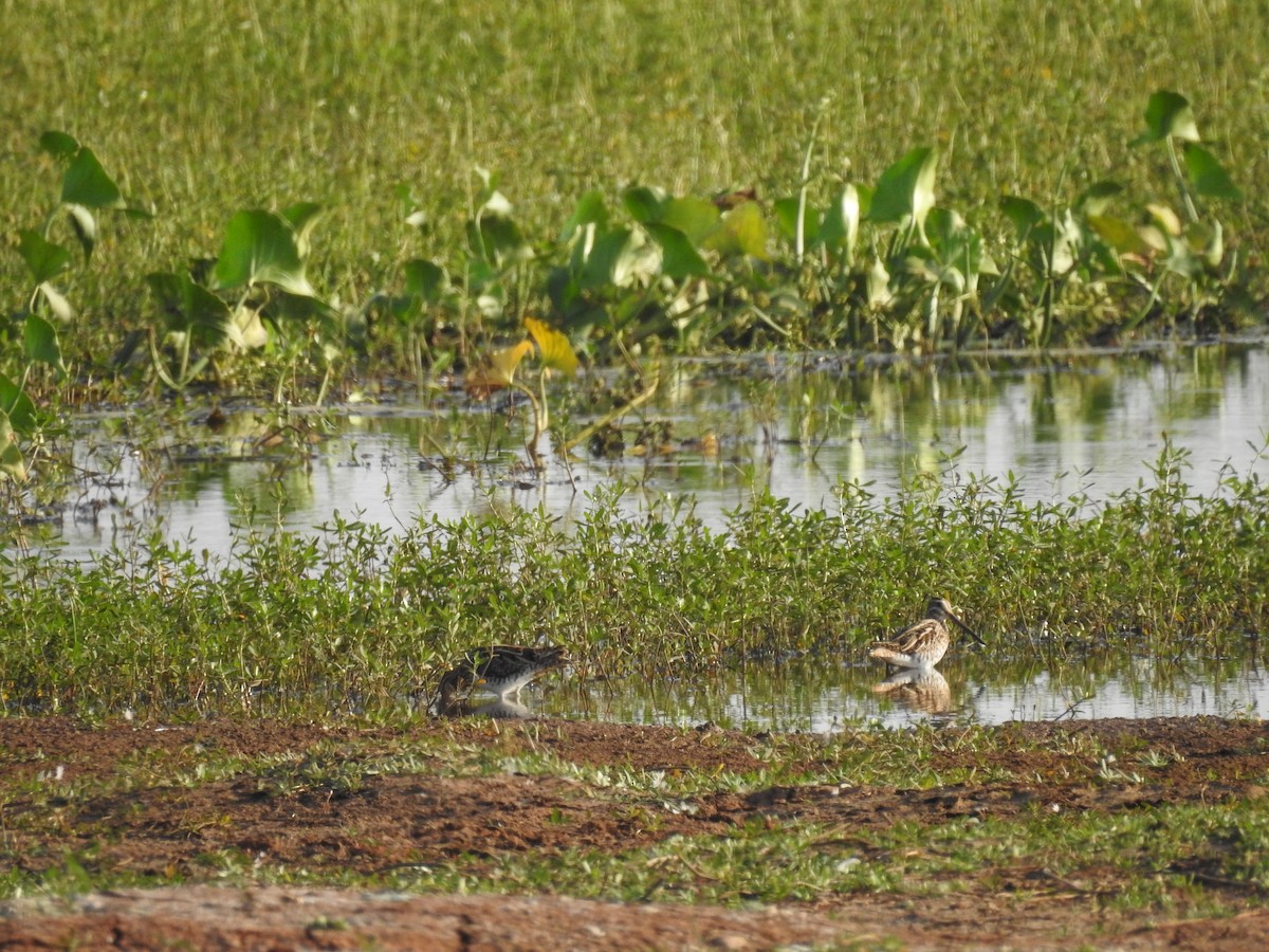 Common Snipe - ML84575341