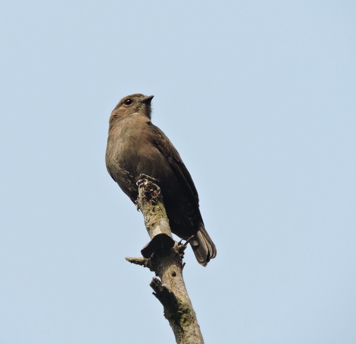 Ussher's Flycatcher - Daniel Casey