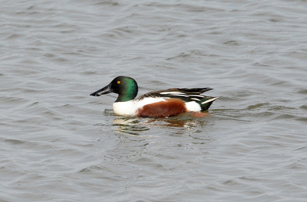 Northern Shoveler - ML84578021