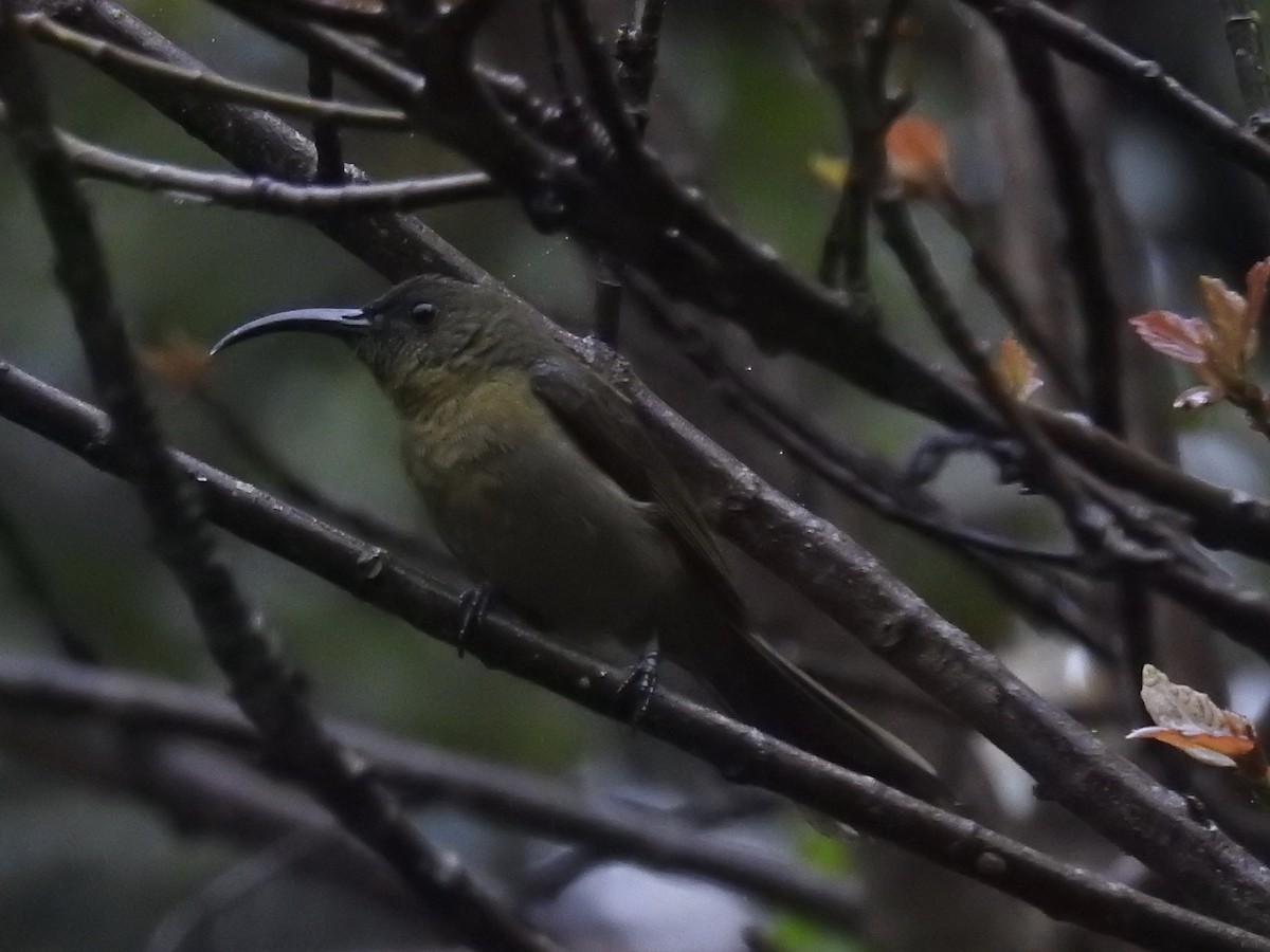 Souimanga olivâtre - ML84579591