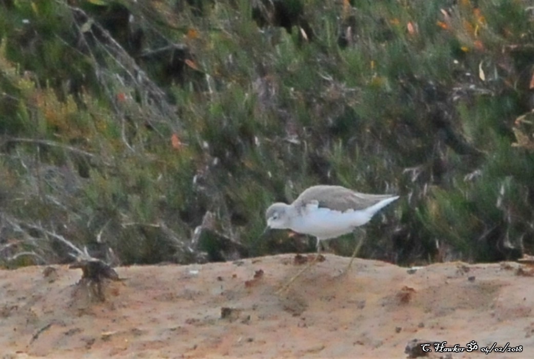 Marsh Sandpiper - ML84581371