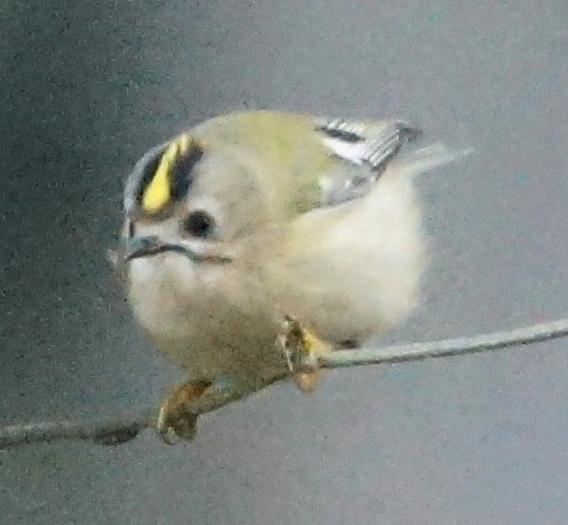 Goldcrest - Heiko Heerklotz