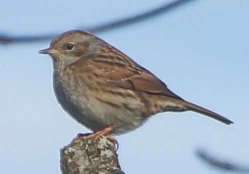 Heckenbraunelle - ML84582431