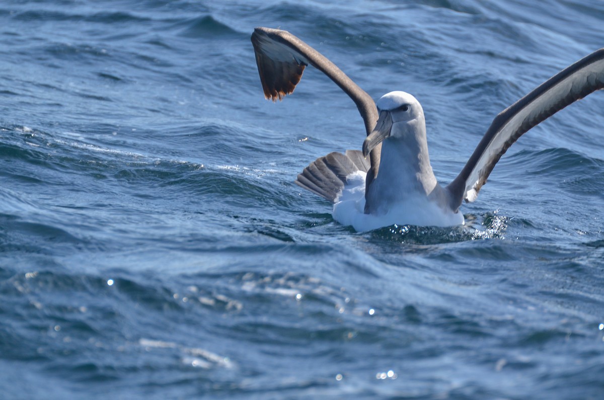 albatros snarský - ML84582651