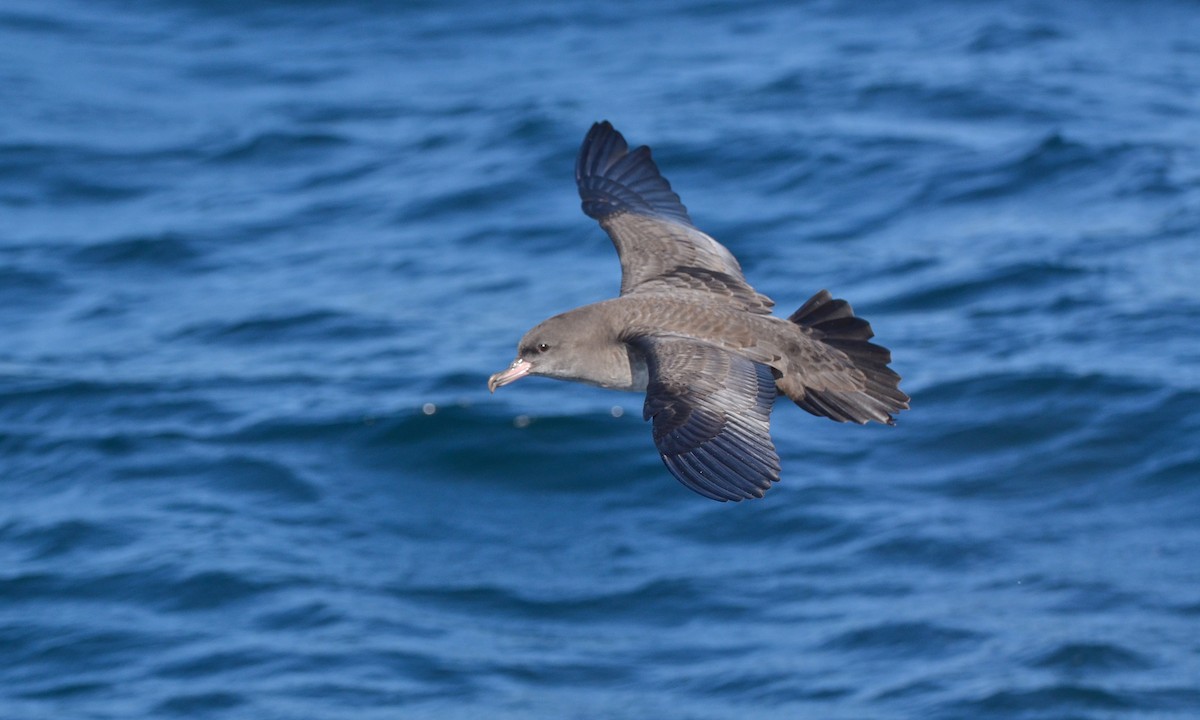 Pink-footed Shearwater - Pablo Gutiérrez Maier