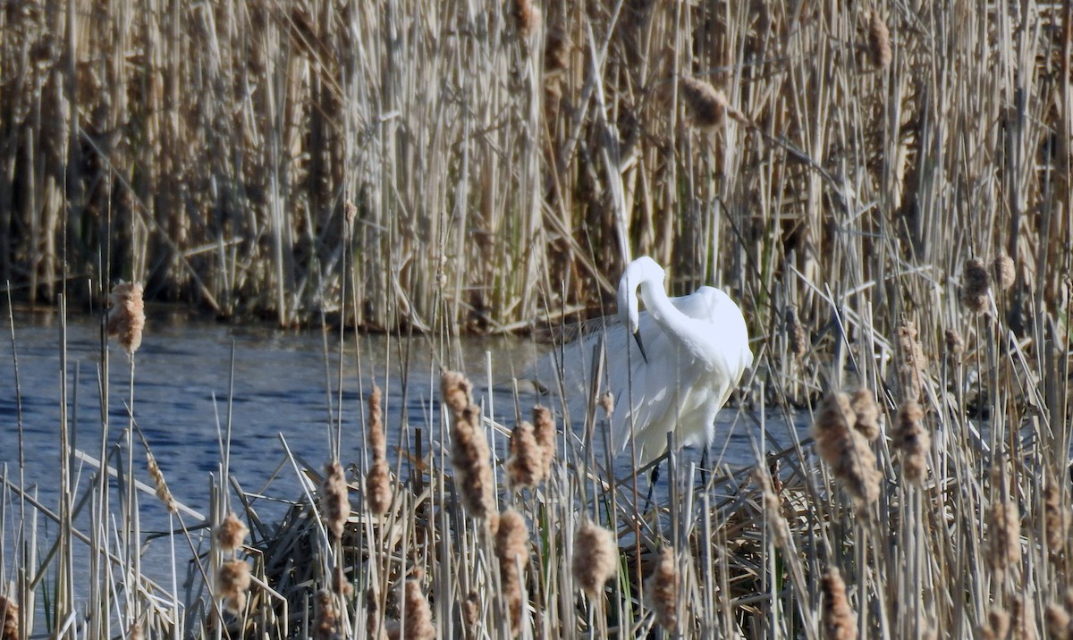 Snowy Egret - ML84586011