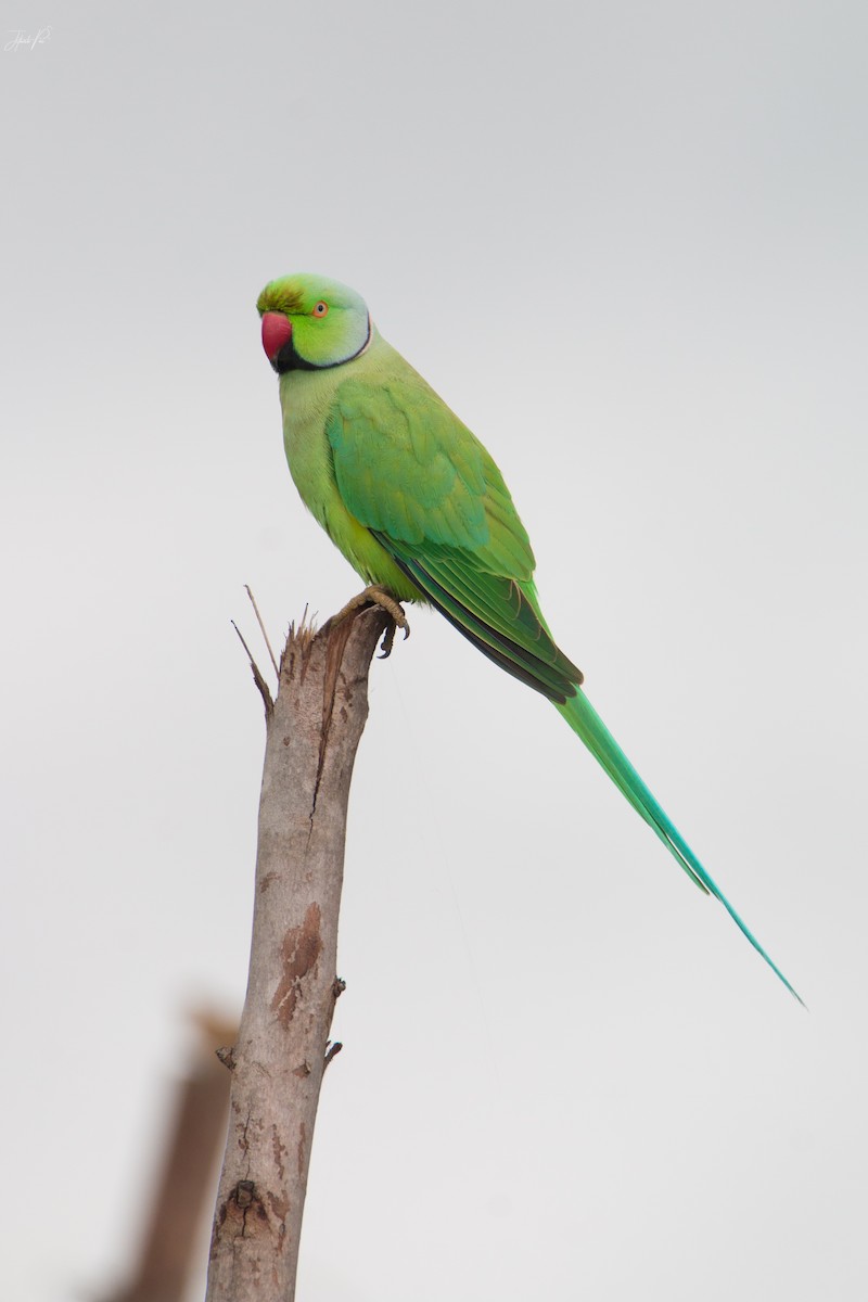 Rose-ringed Parakeet - ML84586741