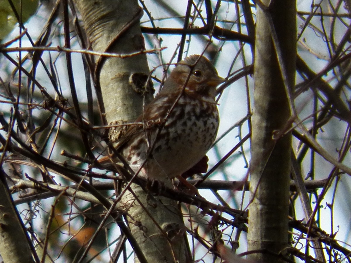 Fox Sparrow - ML84588081