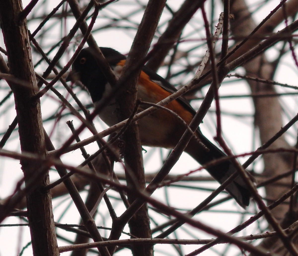 Eastern Towhee - ML84588681