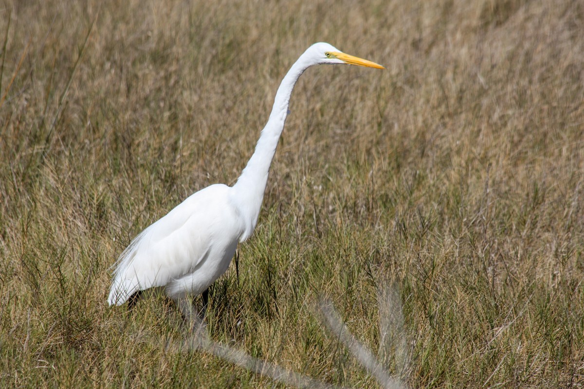 Great Egret - Kyle Blaney