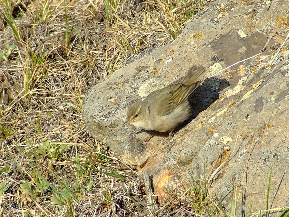 Greenish Warbler - ML84589931