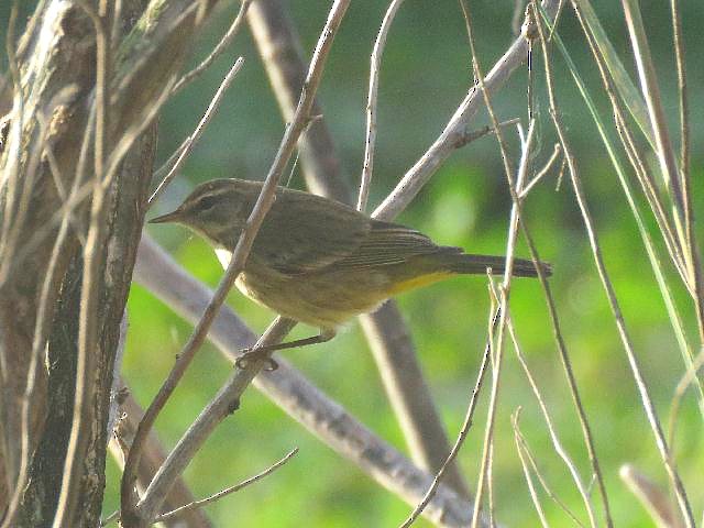 Palm Warbler - ML84590191