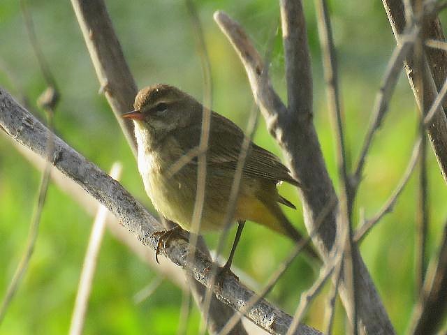 Palm Warbler - ML84590221