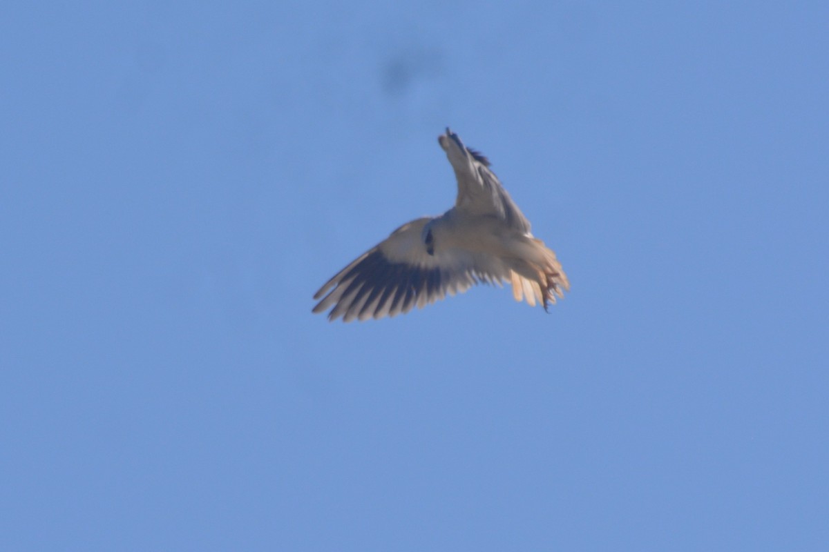 Black-winged Kite - Dr George P J