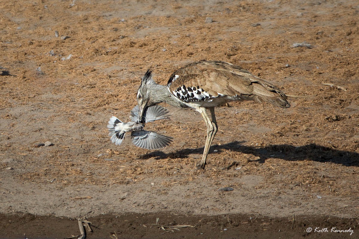 Kori Bustard - ML84590591