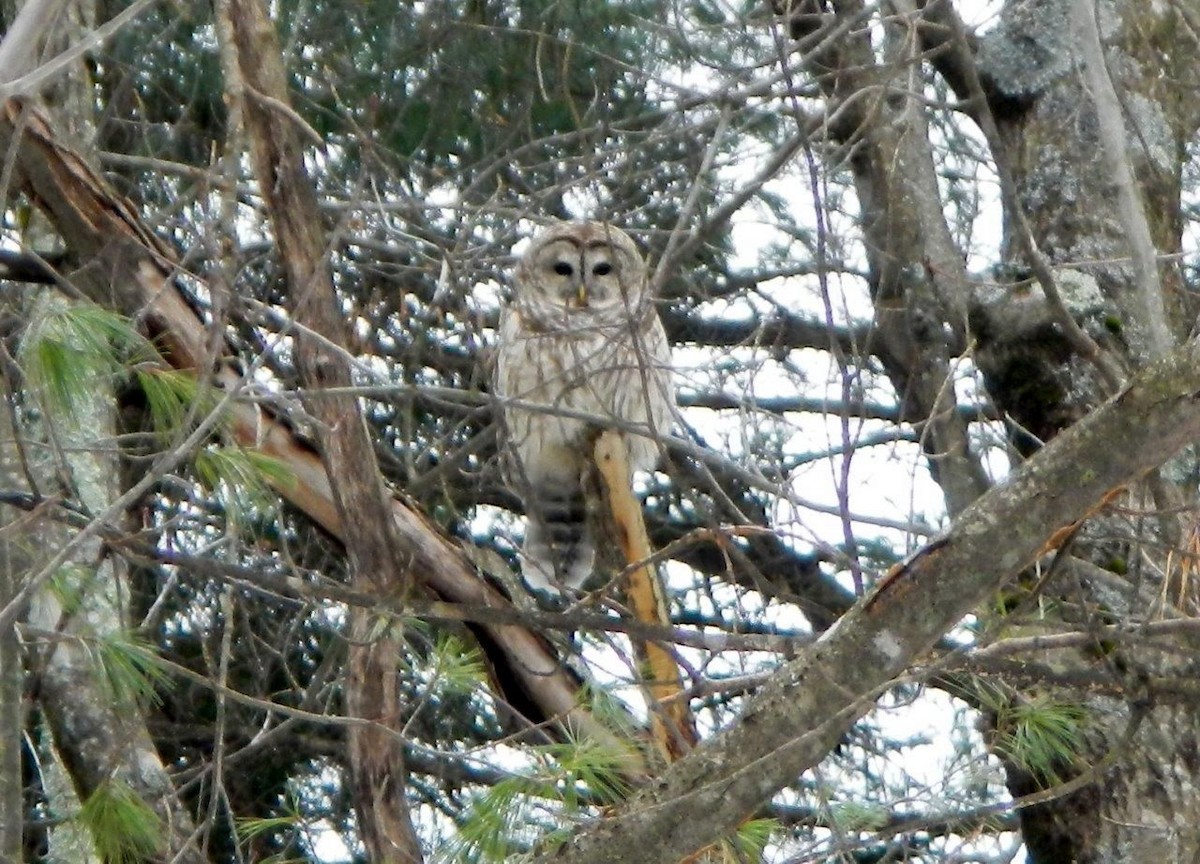 Barred Owl - ML84591891
